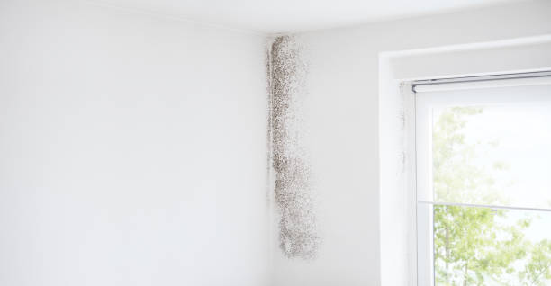 Best Mold Remediation for Healthcare Facilities  in Clearfield, PA